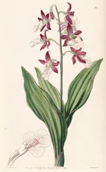 Calanthe discolor
